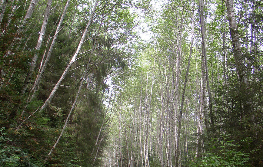https://craftfloor.com/wp-content/uploads/2017/09/Alder-Wood-swash.jpg
