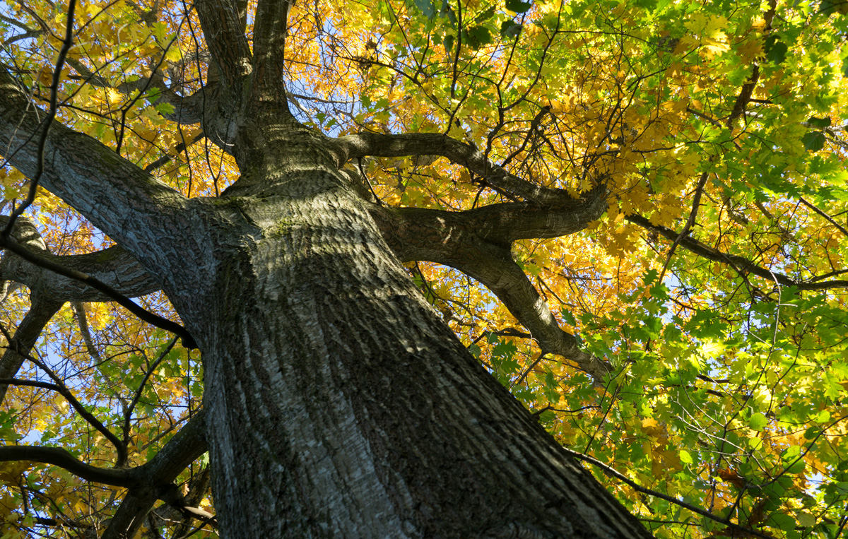 https://craftfloor.com/wp-content/uploads/2026/05/red-oak-tree.jpg
