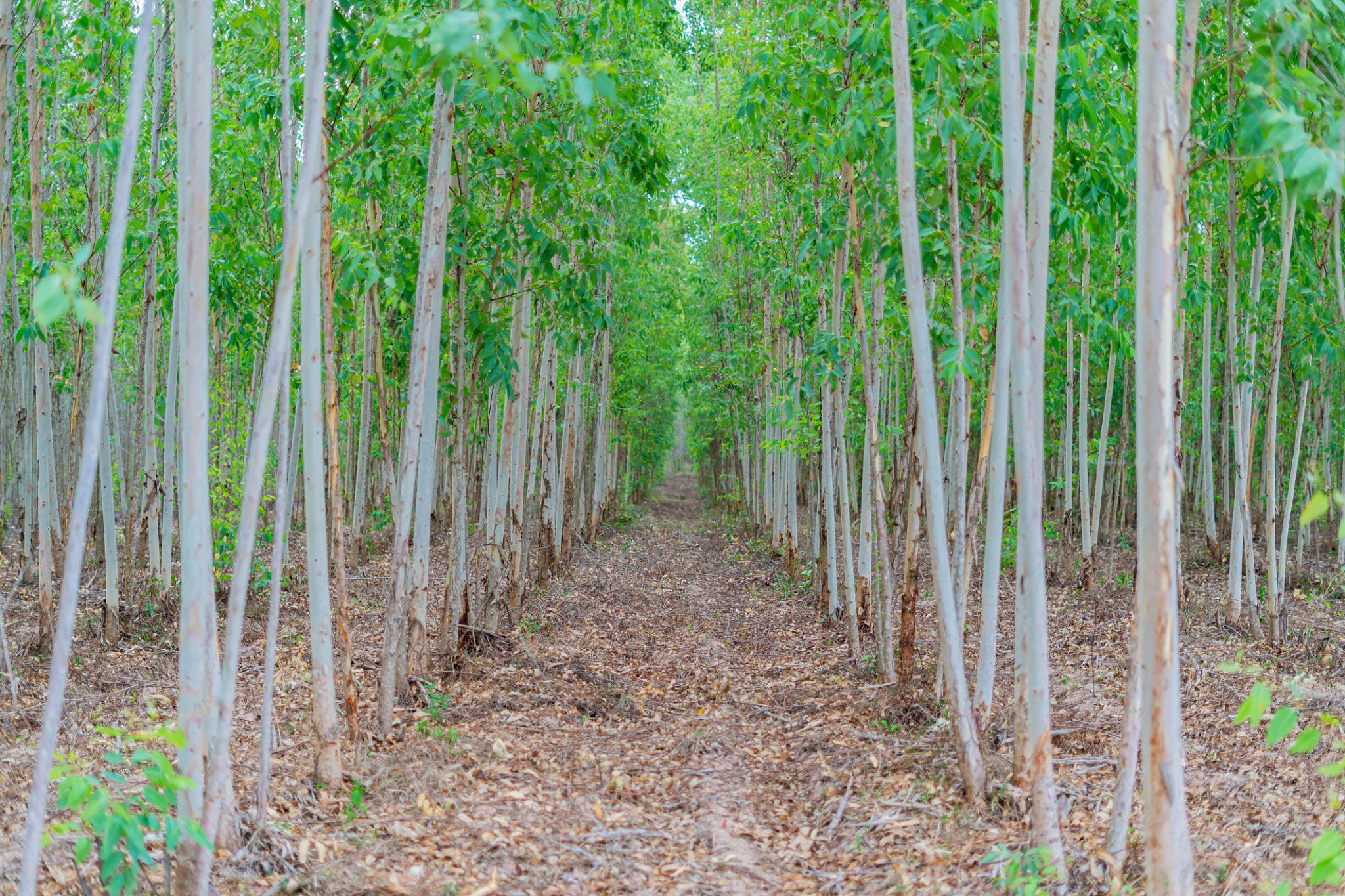 https://craftfloor.com/wp-content/uploads/2026/06/Eucalyptus-image.jpg